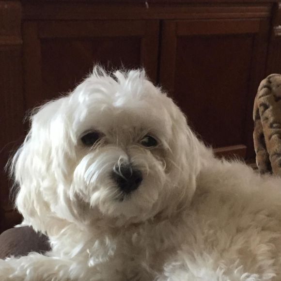 Meet your Posher, Norma - Picture 1 of 1